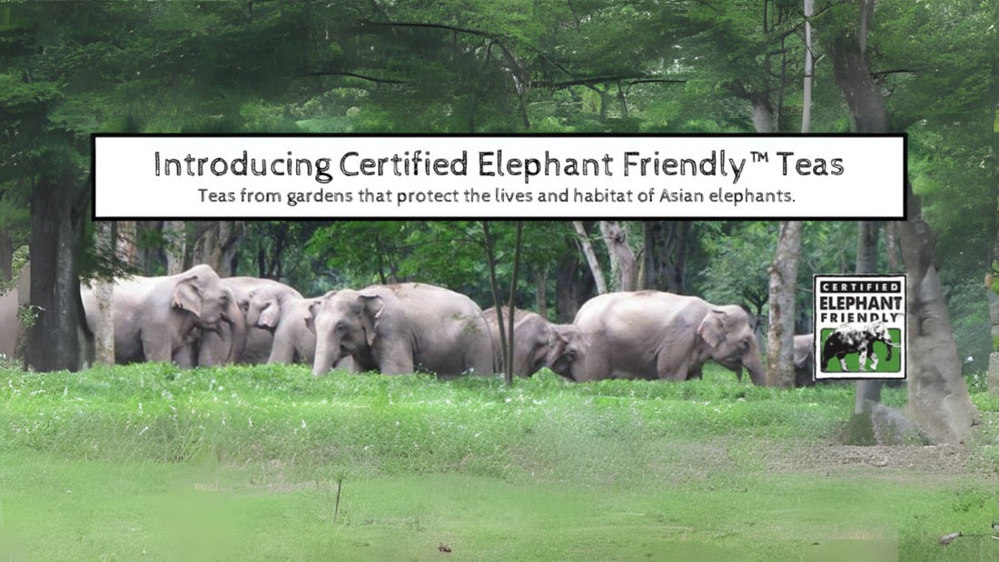 Davidson's Certified Elephant Friendly Teas 2023