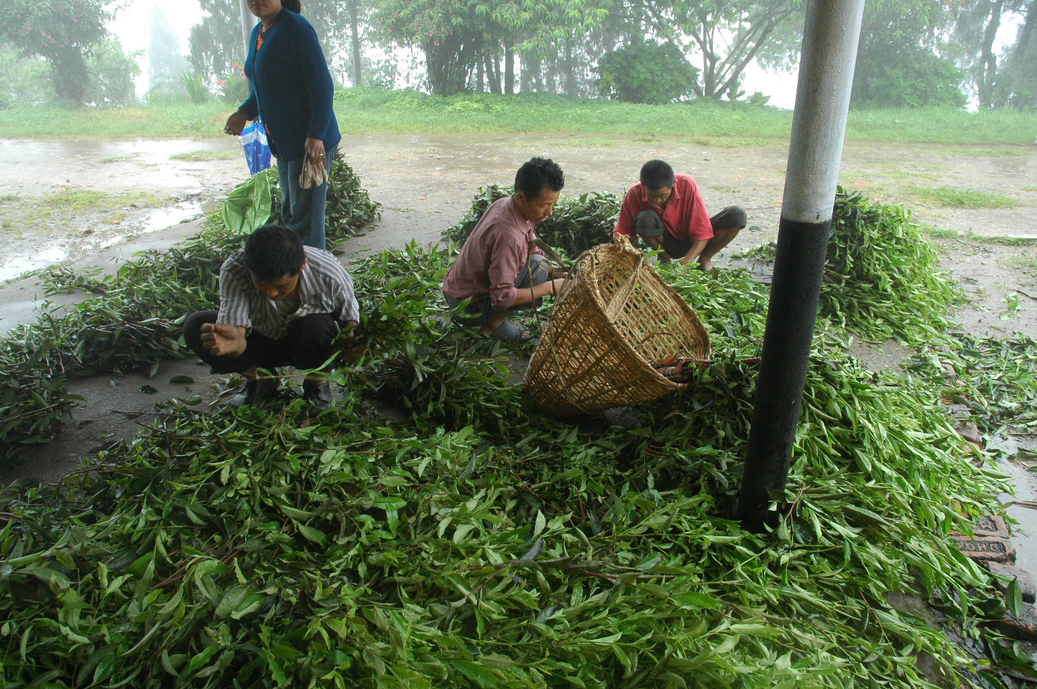 Three workers crouching to sort or process large piles of freshly picked green leaves outdoors on wet ground, with a wicker basket nearby.
