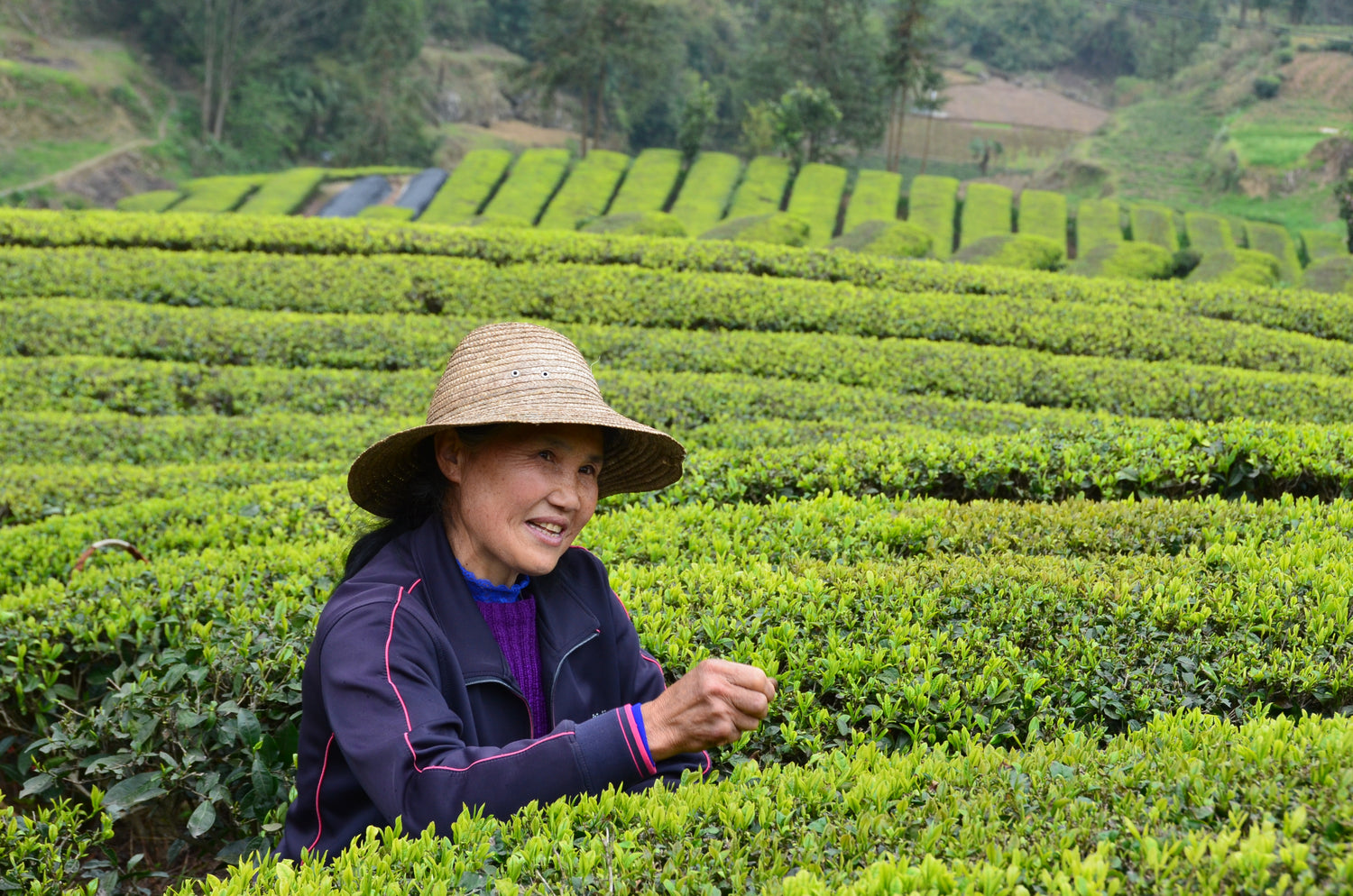 Woman working in a tea field wearing a straw hat.