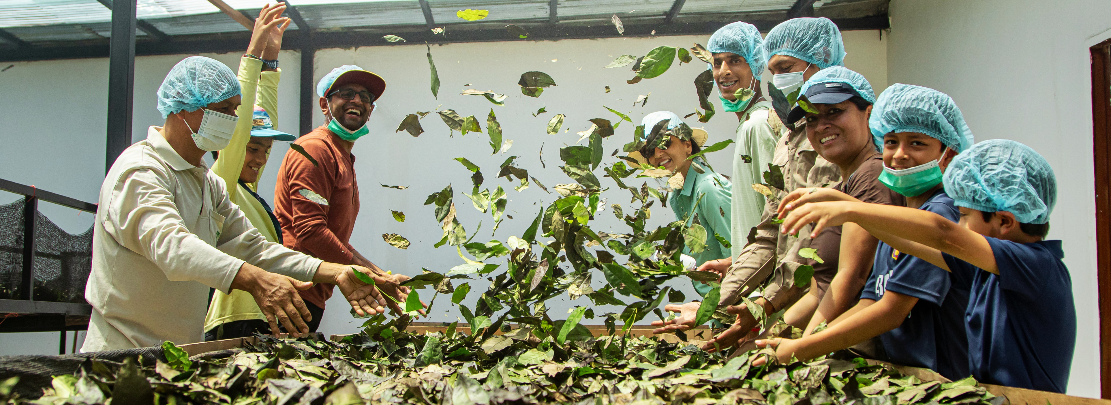 Workers sorting green tea leaves in a factory setting