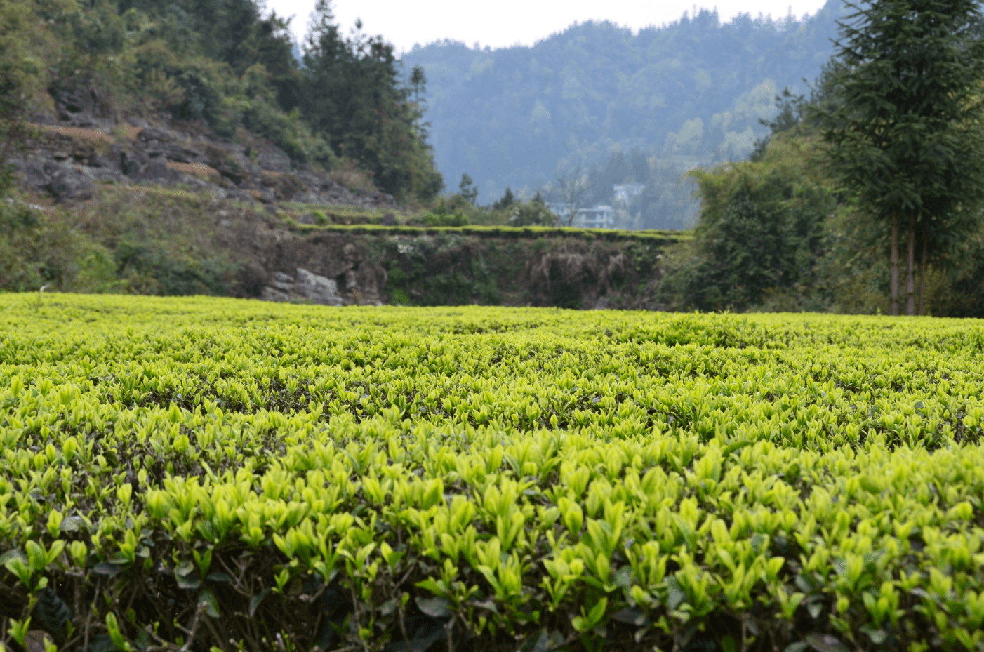 Tea plantation with mountains in the background
