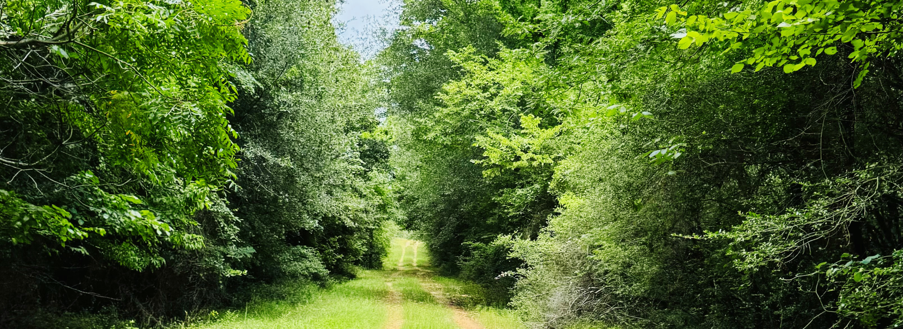 Narrow path through a dense forest with tall yaupon trees