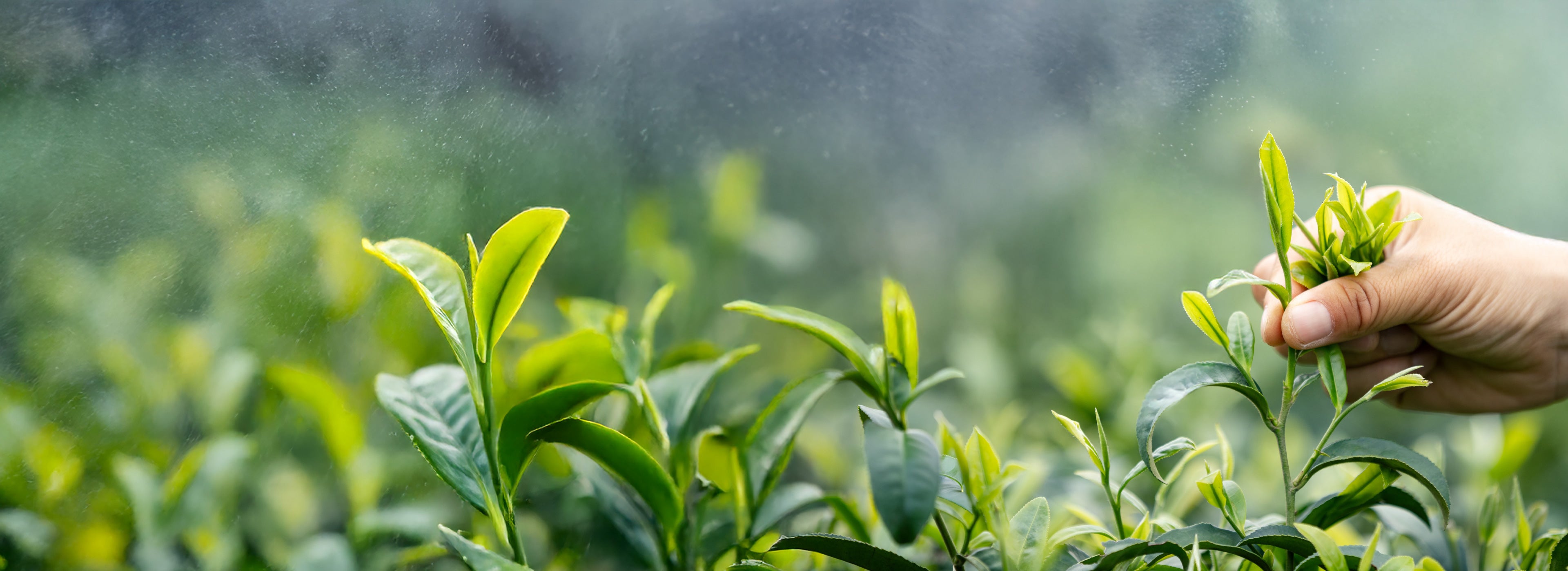 A close-up of a hand harvesting fresh green tea leaves from a tea plant bush, with a soft-focus background of more tea plants and mist.