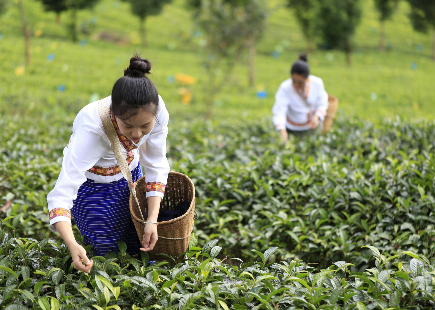 Two people working in a lush green tea plantation.