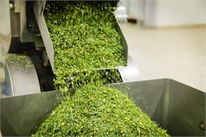 Green Honeybush leaves being processed after harvest.