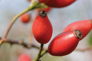 Cluster of bright red rosehips on a stem.