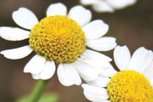 Close-up of a white chamomile flower.