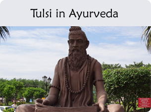 Statue of a seated sage; opens to article on tulsi's role in Ayurveda.