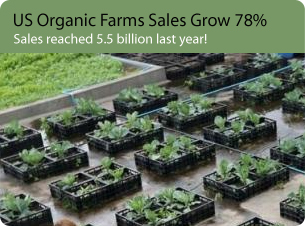 Tea plants in trays; opens to article on US organic farm sales growth.