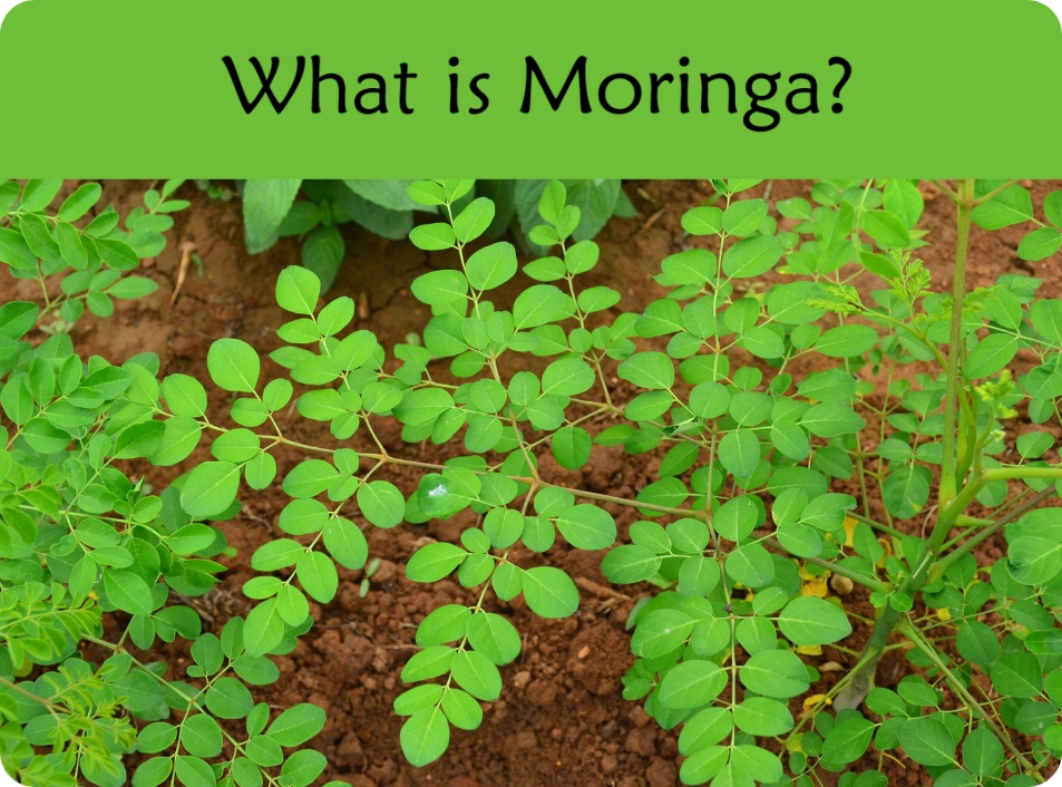 Close-up of green moringa plant leaves; opens to article on what moringa is.