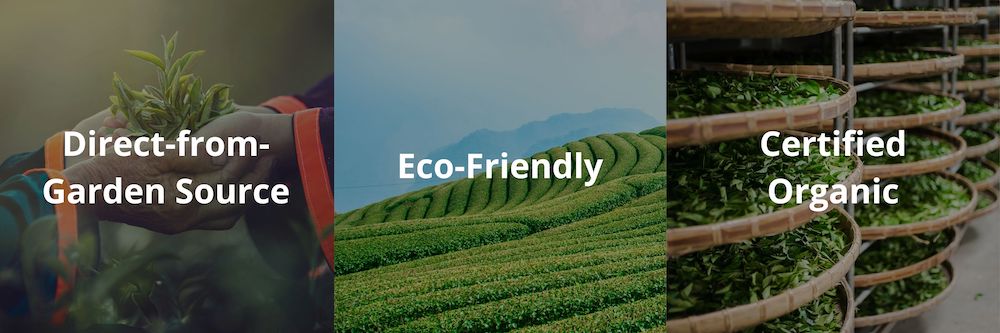 Three images showing tea values: Direct-from-Garden Source, Eco-Friendly, and Certified Organic tea.
