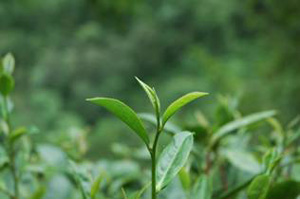 Young tea leaves growing in a lush green tea field.