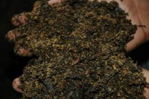 Hands holding a pile of loose, processed tea leaves.