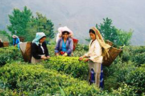 Tea garden workers harvesting fresh leaves by hand, with baskets on their backs in a hilly region.
