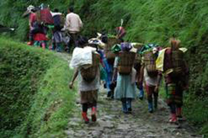 Tea garden workers walking up a hillside path.