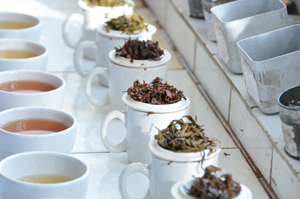 Row of white teacups with various dried tea leaves and brewed tea samples.