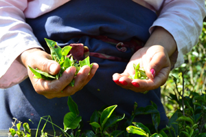 Hands holding freshly picked green tea leaves in a tea garden.