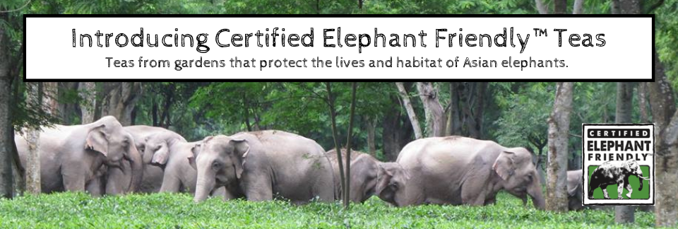 Herd of Asian elephants in a tea garden, promoting Certified Elephant Friendly Teas.