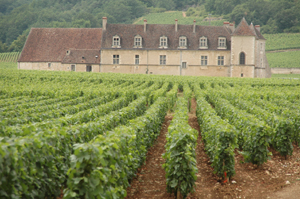 A vast vineyard stretches towards a large traditional winery building.